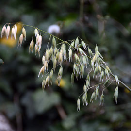 My wild oats - brought in by Wood Pigeon