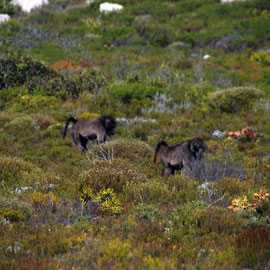 Cape Chacma Baboons foraging in low fynbos near Olifantbos