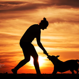 Old Englisgh Bulldoggen Mix Amy beim Spiel im Sonnenuntergang