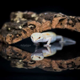 Leopardgecko