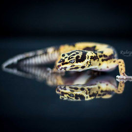 Leopardgecko