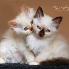 Heilige Birmakitten beim Kuscheln