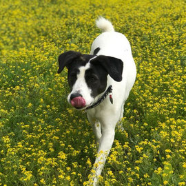 WILMA