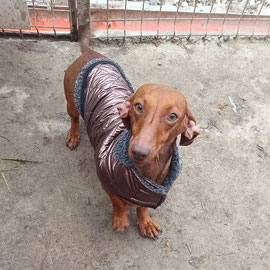 BEBE