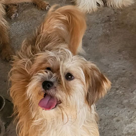 PIPPA