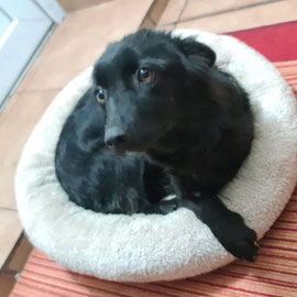 SHEILA