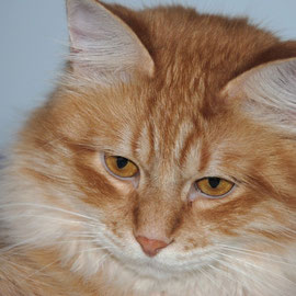 Romeo, red tabby mackerel