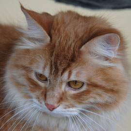 Syberlandia Severin (Romeo)