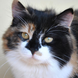 Luna (Orchidea Feline Paradise)