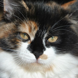 Luna (Orchidea feline paradise)