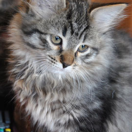 Tobia