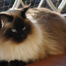 Suzi