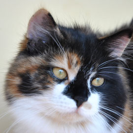 Orchidea Feline Paradise (Luna)