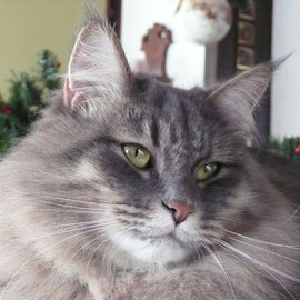 BELLISSIMO SASHA