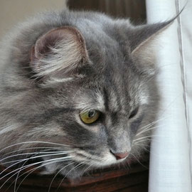 SASHA (SUZI+ROMEO)