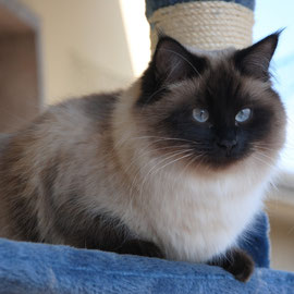 Suzi, seal point