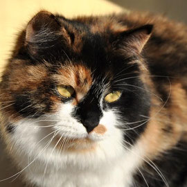 Luna (Orchidea Feline Paradise)