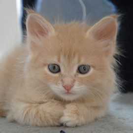 Sampei a due mesi e mezzo