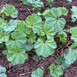 Malva sylvestris