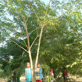 Trees taller than the children!