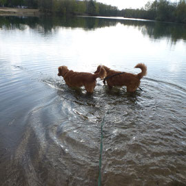 Nova Scotia Duck Tolling Retriever Nita und Sitka erobern jedes Mal mehr das Wasser