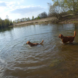 Nova Scotia Duck Tolling Retriever Nita und Sitka erobern jedes Mal mehr das Wasser