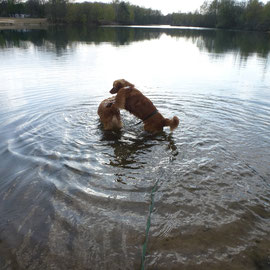 Nova Scotia Duck Tolling Retriever Nita und Sitka erobern jedes Mal mehr das Wasser