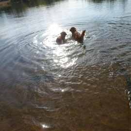 Nova Scotia Duck Tolling Retriever Nita und Sitka erobern jedes Mal mehr das Wasser