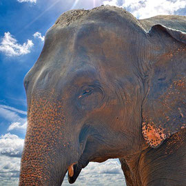 SRI LANKA Elefante Elefante Asiático Gigante Jumbo