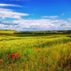 ALEMANHA , WILDFLOWERS CÊNICO