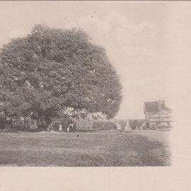 VILLECHETIVE - Le Chêne - 09.06.1904