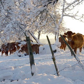 Vaches Limousines dans la neige