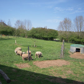 les moutons