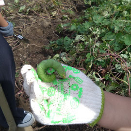男の子はやはり芋虫が好きですね。私も好きですが（笑）エビガラスズメの幼虫発見！
