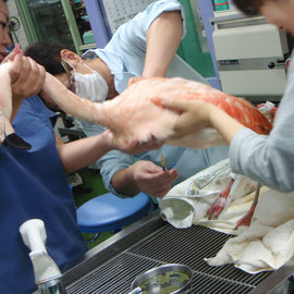 フラミンゴ　足を骨折してしまったので、病院で治療をしています