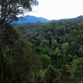 Gunung Leuser national park