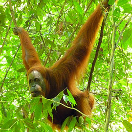 Orangutan in Bukit Lawang