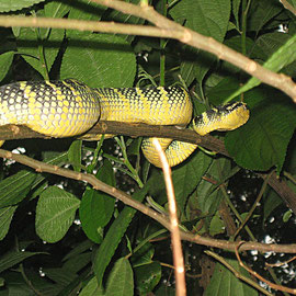 pit viper