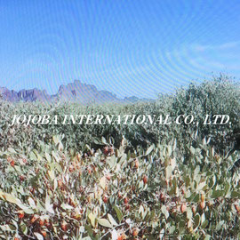 ♔ Happy Thanksgiving Day  JOJOBA INTERNATIONAL CO., LTD.