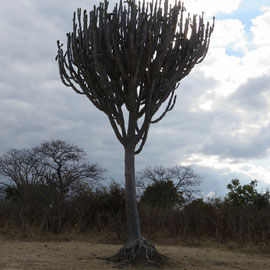 ブアザ動物保護区の木です。/a tree at vwaza wild reserve in Rumphi.
