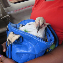 女性が大切そうに鶏を運んでいました。/ A woman was carring chicken like this.