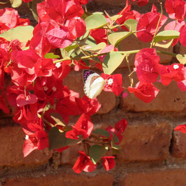 マラウイの花です。/a red flower in Malawi