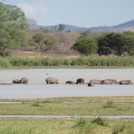 ブアザ動物保護区のカバです。/ hippos at Vwaza wild reserve in Rumphi.