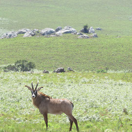 ルンピ県ニーカ国立公園です。⑦ Nyika national park in Rumphi district no.7