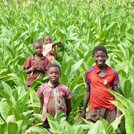 世界最貧国の１つとして挙げられるマラウイの経済を支えているタバコ畑の中にいるキラキラした子どもたちです。なんだか、マラウイの希望に満ちた将来を見た気がして、とても嬉しかったです。/Children in a tobacco field. Tobacco is the main industry in Malawi so this picture shows some hopes for the children.
