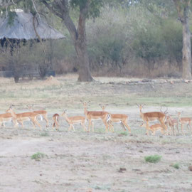 ブアザ動物保護区の鹿です。/deer at vwaza wild reserve in Rumphi