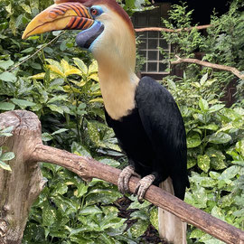 Rhyticeros cassidix , male, Bucerotidae