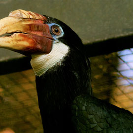 Rhyticeros plicatus (Bucerotidae), female