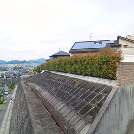 レッドロビン生垣剪定－奈良県香芝市－作業前