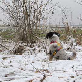 Schnee fand Blue lustig